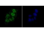 PTBP1 Monoclonal Antibody (9A1)