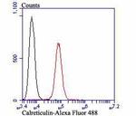 Calreticulin Antibody in Flow Cytometry (Flow)