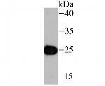 IL-6 Antibody in Western Blot (WB)