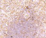 OX40 (CD134) Antibody in Immunohistochemistry (Paraffin) (IHC (P))