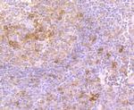 OX40 (CD134) Antibody in Immunohistochemistry (Paraffin) (IHC (P))