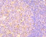 OX40 (CD134) Antibody in Immunohistochemistry (Paraffin) (IHC (P))