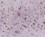 beta Tubulin Antibody in Immunohistochemistry (Paraffin) (IHC (P))