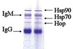 HSP90 Antibody in Immunoprecipitation (IP)