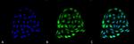 HSP70 Antibody in Immunocytochemistry (ICC/IF)