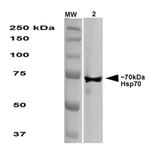 HSP70 Antibody in Western Blot (WB)
