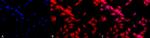 HSF1 Antibody in Immunocytochemistry (ICC/IF)