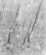 PSD-95 Antibody in Immunohistochemistry (IHC)