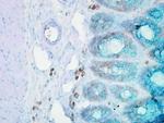 HSP90 beta Antibody in Immunohistochemistry (PFA fixed) (IHC (PFA))