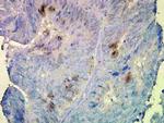 HSP90 beta Antibody in Immunohistochemistry (PFA fixed) (IHC (PFA))