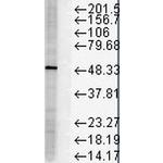 FKBP5 Monoclonal Antibody (Hi51B), APC
