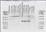 FKBP4 Antibody in Western Blot (WB)