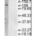 CD107a (LAMP-1) Monoclonal Antibody (Ly1C6), APC