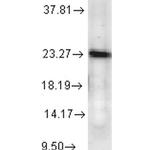 p23 Antibody in Western Blot (WB)