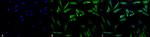 HSP27 Antibody in Immunocytochemistry (ICC/IF)