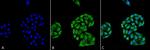 HSP70 Monoclonal Antibody (5A5), APC