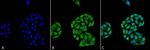HSP70 Monoclonal Antibody (5A5), PerCP