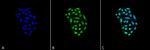 HSP70 Antibody in Immunocytochemistry (ICC/IF)