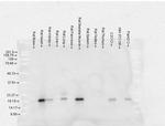CRYAB Antibody in Western Blot (WB)