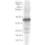 HSP40 Monoclonal Antibody (2A7.H6), PerCP