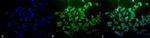Ubiquitin Monoclonal Antibody (6C11-B3), APC