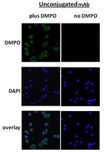 DMPO Antibody in Immunocytochemistry (ICC/IF)