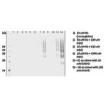 DMPO Antibody in Western Blot (WB)