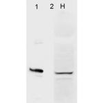 AHA1 Antibody in Western Blot (WB)