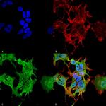 AHA1 Antibody in Immunocytochemistry (ICC/IF)