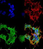AHA1 Antibody in Immunocytochemistry (ICC/IF)