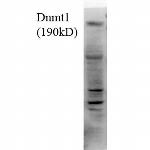 DNMT1 Monoclonal Antibody (4G11-C7), APC