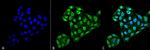 TXNDC5 Monoclonal Antibody (2E7/7), FITC