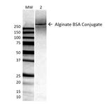 Alginate Antibody in Western Blot (WB)