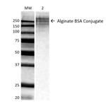 Alginate Monoclonal Antibody (3G4-1F5), PerCP