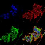 HYOU1 Antibody in Immunocytochemistry (ICC/IF)