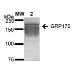 HYOU1 Antibody in Western Blot (WB)