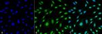 HO-1 Monoclonal Antibody (6B8-2F2), APC