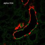 alpha-ENaC Monoclonal Antibody (2G4), PerCP
