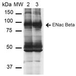 SCNN1B Monoclonal Antibody (16E4), PerCP