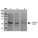 PP5 Antibody in Western Blot (WB)