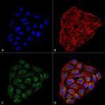 CD74 Antibody in Immunocytochemistry (ICC/IF)