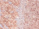 HCN1 Antibody in Immunohistochemistry (PFA fixed) (IHC (PFA))