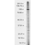TRPC7 Antibody in Western Blot (WB)