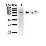 TRPC5 Antibody in Western Blot (WB)