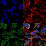 KCC2 Monoclonal Antibody (N1/12), FITC