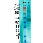 VGLUT1 Monoclonal Antibody (N28/9), FITC
