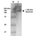 Brevican Antibody in Western Blot (WB)