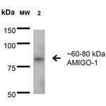 AMIGO1 Antibody in Western Blot (WB)