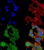 GFAP Monoclonal Antibody (N206A/8), FITC