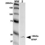 GFAP Antibody in Western Blot (WB)
